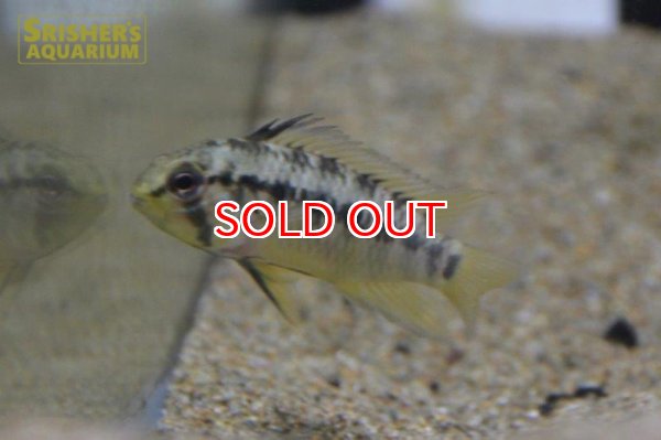 画像6: アピストグラマ ｓｐ. sv-34 n-2（ペア）【２０１９年採集】【ベネズエラ】 (6)