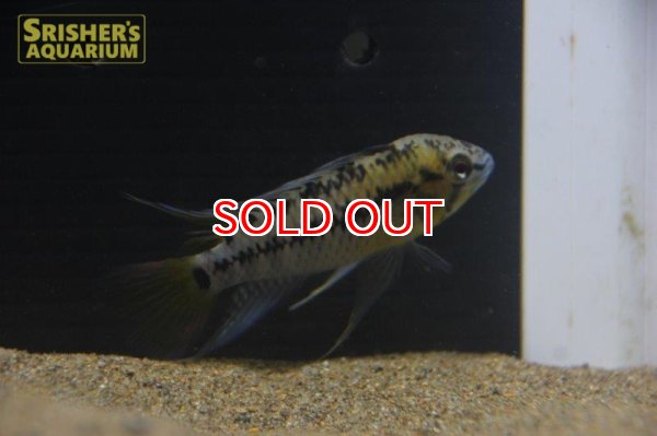 画像3: アピストグラマ ｓｐ. sv-34 n-2（ペア）【２０１９年採集】【ベネズエラ】 (3)