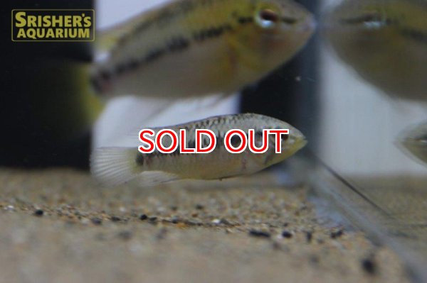 画像4: アピストグラマ ｓｐ.  ”リオカウラ” sv-45 n-2（ペア）【２０１９年採集】【ベネズエラ】 (4)