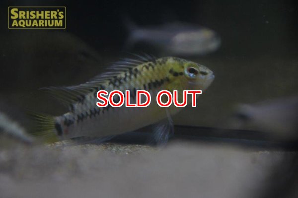 画像3: アピストグラマ ｓｐ.  ”リオカウラ” sv-45 n-2（ペア）【２０１９年採集】【ベネズエラ】 (3)