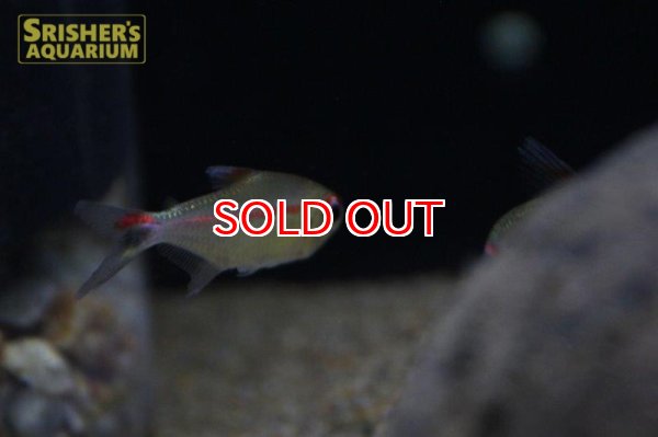 画像4: ジャスティンテトラ (4)