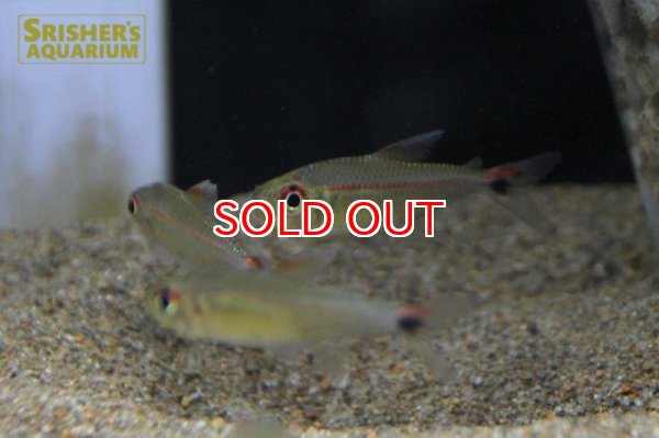 画像3: ジャスティンテトラ (3)