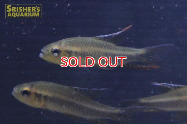 画像2: セイルフィンテトラ (2)