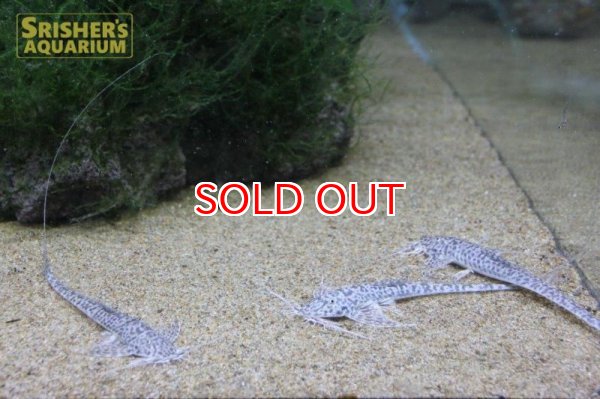 画像3: ラディノロリカリア　マクロミスタックス (3)