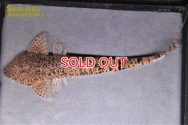 画像2: タイガーツチノコロリカリア　 (2)