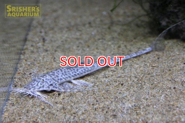 画像2: ラディノロリカリア　マクロミスタックス (2)