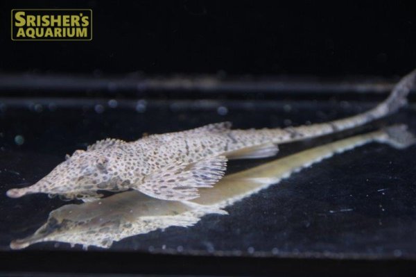 画像2: アシペンサーロリカリア（ピノキオロリカリア） (2)