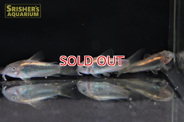 画像2: コリドラス　イルミネータス　ゴールド　（ブリード） (2)