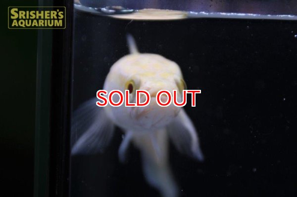 画像4: アルビノカムルチー（雷魚・アルビノプラーチョン） (4)