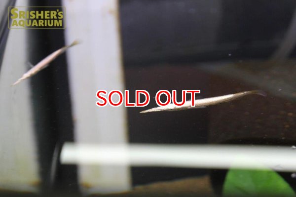 画像2: ゴールデンデルモゲニー (2)