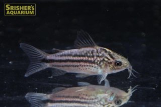 コリドラスの仲間 - Corydoras-｜スリッシャーズ アクアリウム