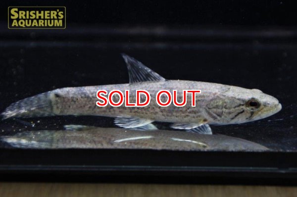 画像2: ホーリー （ペルー）（タライーラ） (2)