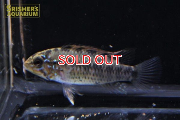 画像3: アピストグラマ ｓp.  "スルビ" （ペア）n-3（ブリード）WILD F1 Breed【２０１8年採集】【イサナ川最上流産】 (3)