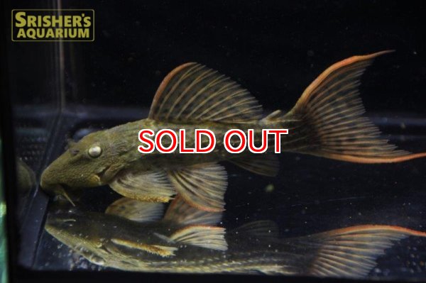 画像2: スカーレットトリムプレコ (2)