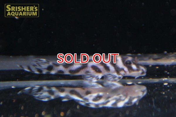 画像2: ニューインペリアルダップルドプレコ (2)