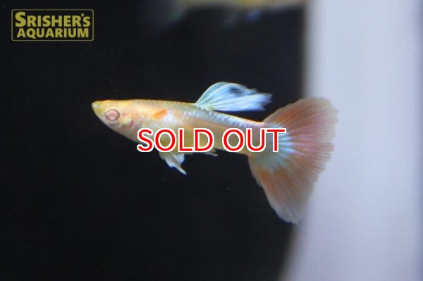 画像4: 国産RREAアクアマリンレッドテール　グッピー（パンジー）（ペア） (4)