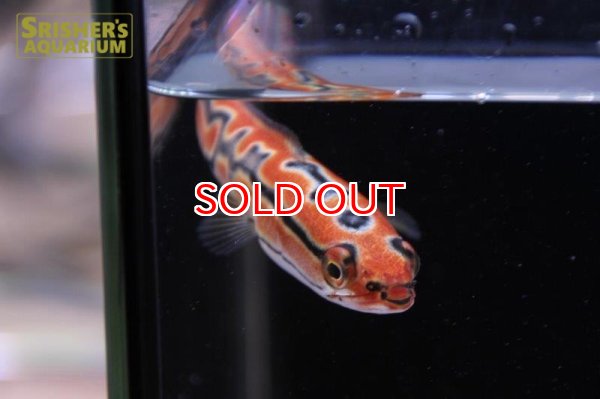 画像5: ジャイアントゴールデンスネークヘッド（トーマンエマス） (5)