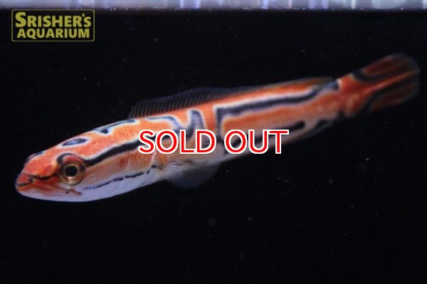 画像4: ジャイアントゴールデンスネークヘッド（トーマンエマス） (4)