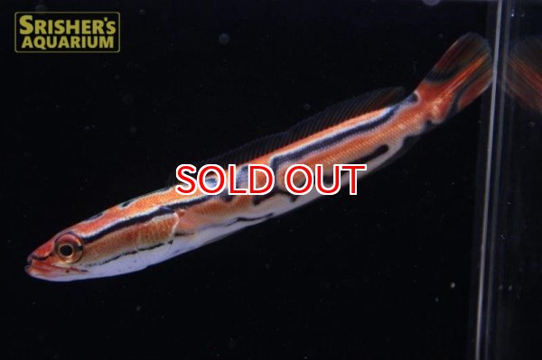 画像6: ジャイアントゴールデンスネークヘッド（トーマンエマス） (6)