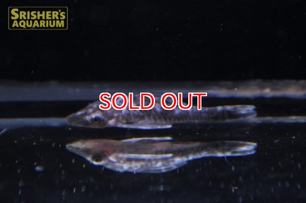 画像3: ロボコップオトシン (3)