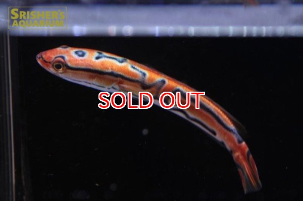 画像3: ジャイアントゴールデンスネークヘッド（トーマンエマス） (3)