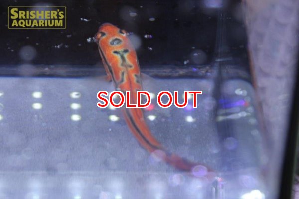 画像7: ジャイアントゴールデンスネークヘッド（トーマンエマス） (7)