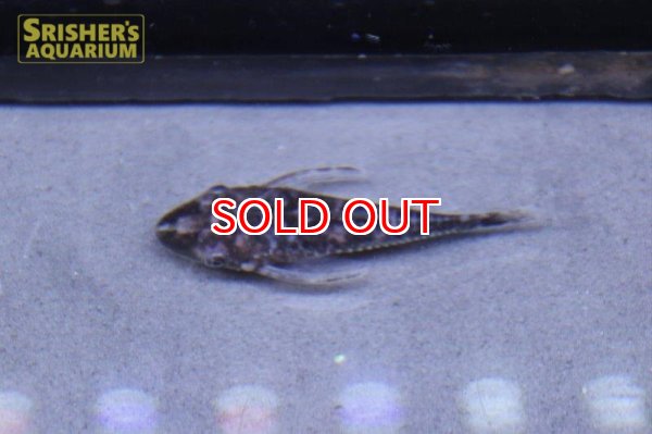 画像2: ロボコップオトシン (2)