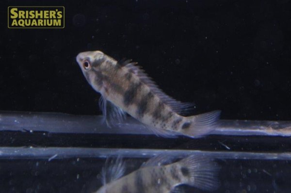 画像2: アピストグラマ バエンシー WILD (インカ) サンマルティン  (2)