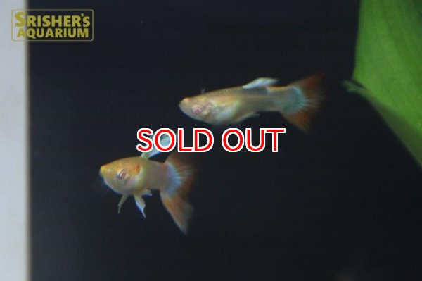 画像3: 国産RREAアクアマリンレッドテール　グッピー（パンジー）（ペア） (3)