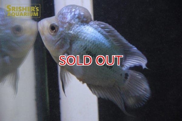 画像3: フラワーホーン　ラピスラズリ　ショートボディ (3)