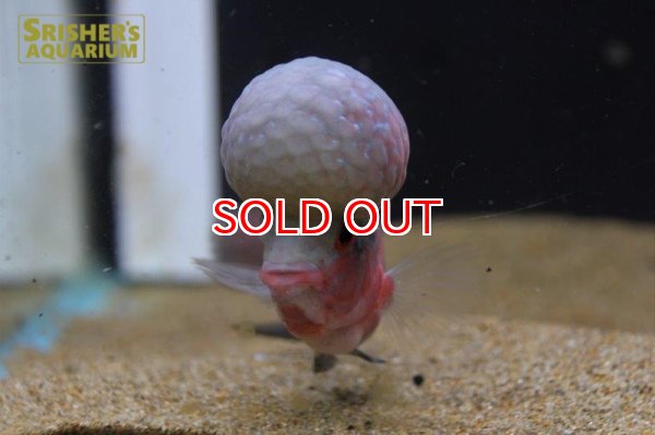 画像6: フラワーホーン紅麒麟（ベニキリン） (6)