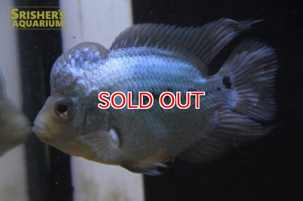 画像2: フラワーホーン　ラピスラズリ　ショートボディ (2)