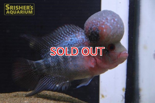 画像2: フラワーホーン紅麒麟（ベニキリン） (2)