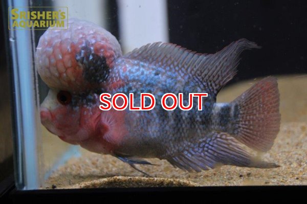 画像5: フラワーホーン紅麒麟（ベニキリン） (5)