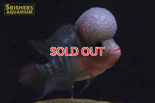 画像3: フラワーホーン紅麒麟（ベニキリン） (3)