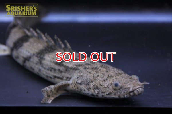 画像3: ポリプテルス エンドリケリー ナイジェリア産 (3)