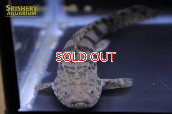 画像5: ポリプテルス エンドリケリー ナイジェリア産 (5)