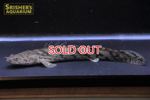 画像2: ポリプテルス エンドリケリー ナイジェリア産 (2)