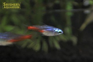 小型カラシンの仲間 Characin スリッシャーズ アクアリウム 熱帯魚通販 熱帯魚専門店 Page 2