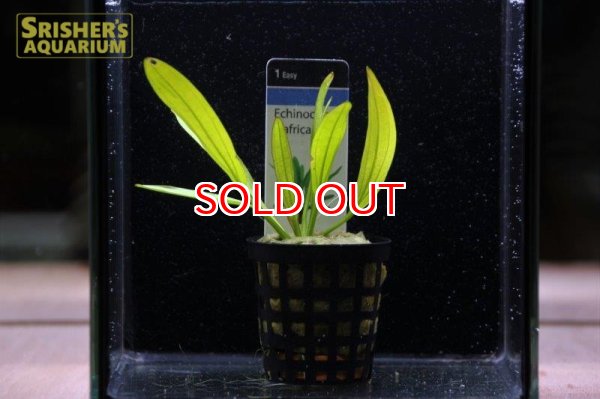 画像2: 水草 エキノドルス　アフリカヌス　ＡＬ（POＴ） (2)