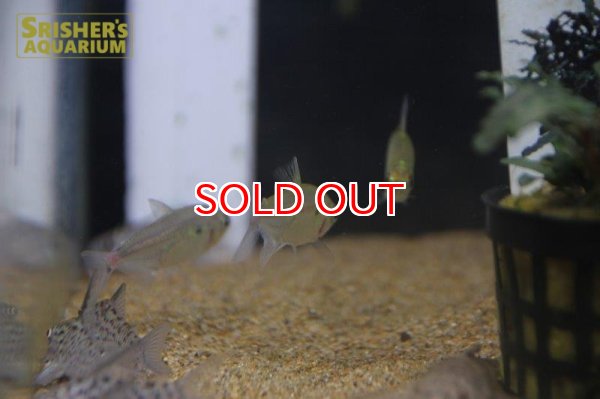 画像3: ヘミグラムス　スティクタス　ブラジル (3)