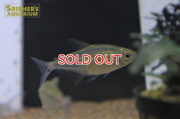 画像2: ヘミグラムス　スティクタス　ブラジル (2)