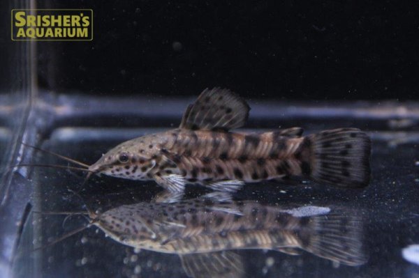 画像2: ヨロイナマズ（ブリード） (2)