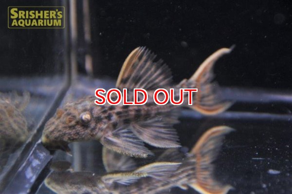 画像5: ウルトラスカーレットトリムプレコ　サンフェリックス n-1 Sグレード (5)