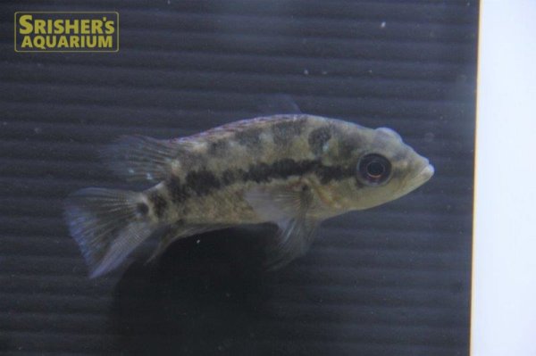 画像1: フラワーホーン紅面飛龍（フライングドラゴン） (1)