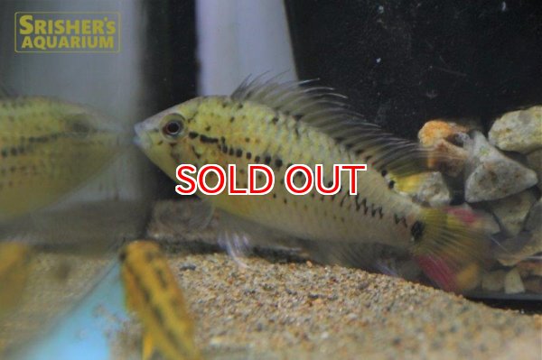 画像2: アピストグラマ グッタータ（ペア）n-3【２０１９年採集】【ベネズエラ】 (2)