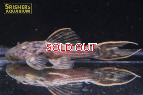 画像2: ウルトラスカーレットトリムプレコ　サンフェリックス n-3 Sグレード (2)