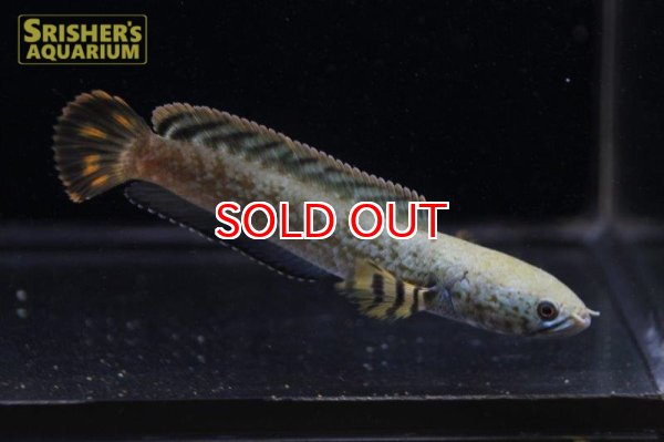 画像2: チョコレートレインボースネークヘッド (2)