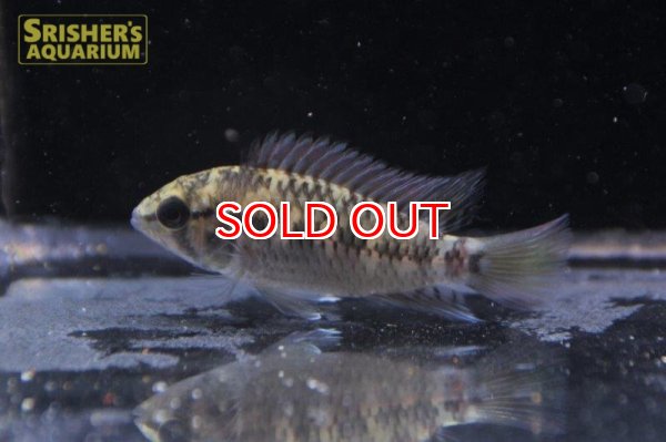 画像8: アピストグラマ ｓｐ.  ”リオカウラ” sv-50 n-2 （ペア）【２０１９年採集】【ベネズエラ】 (8)