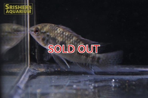 画像2: アピストグラマ ｓｐ.  ”リオカウラ” sv-50 n-1（ペア）【２０１９年採集】【ベネズエラ】 (2)